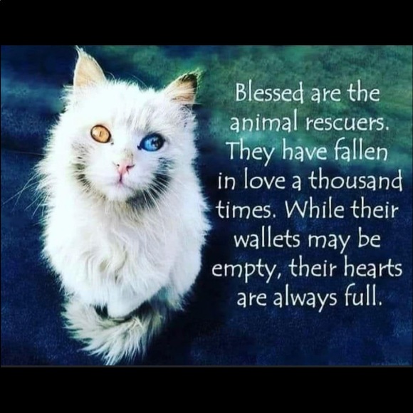 Meet your Posher, Susie - Picture 9 of 9